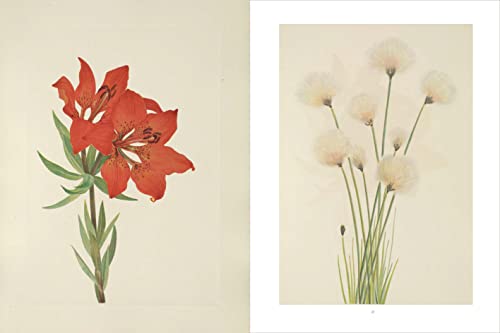 Wild Flowers of North America: Botanical Illustrations by Mary Vaux Walcott