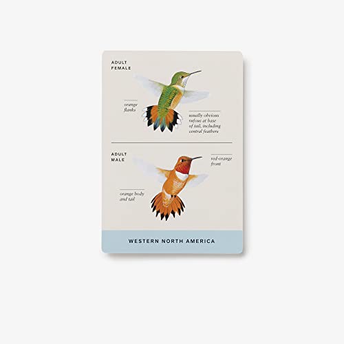 Sibley Backyard Birding Flashcards, Revised and Updated: 100 Common Birds of Eastern and Western North America (Sibley Birds)
