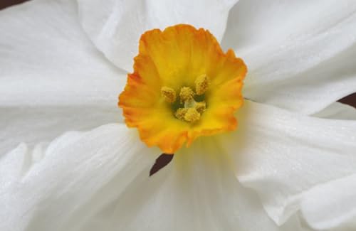 Daffodils: Beautiful Varieties for Home and Garden (Flowers)