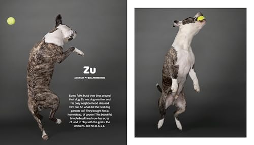 The Best Dog: Hilarious to Heartwarming Portraits of the Pups We Love