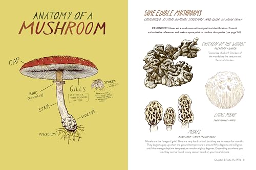 Everyday Wild: An Illustrated Guide for Mindfulness in Nature
