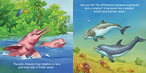 Good Night Dolphins (Good Night Our World)