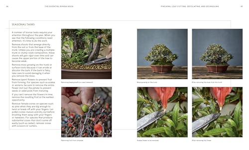 The Essential Bonsai Book: Techniques for Creating Beautiful Trees