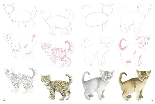 How to Draw Kittens in simple steps