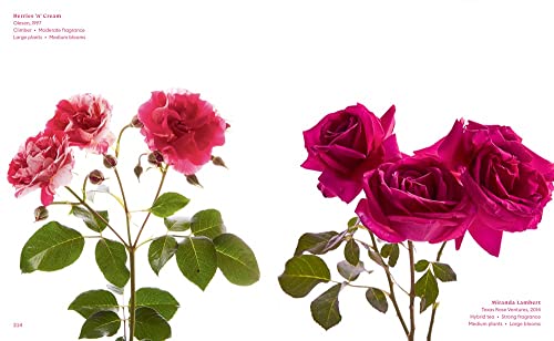 The Color of Roses: A Curated Spectrum of 300 Blooms