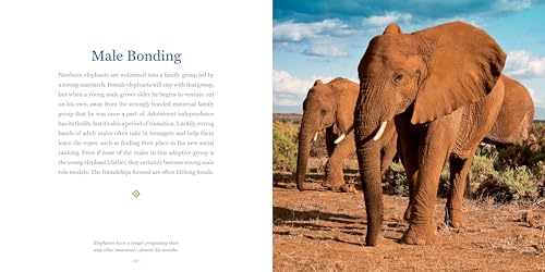 Amazing Dads: Love and Lessons From the Animal Kingdom