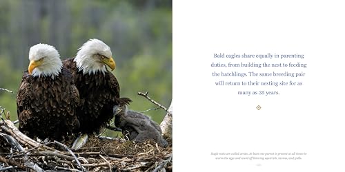Amazing Dads: Love and Lessons From the Animal Kingdom