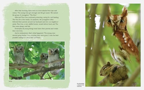 Owls in Our Yard!: The Story of Alfie