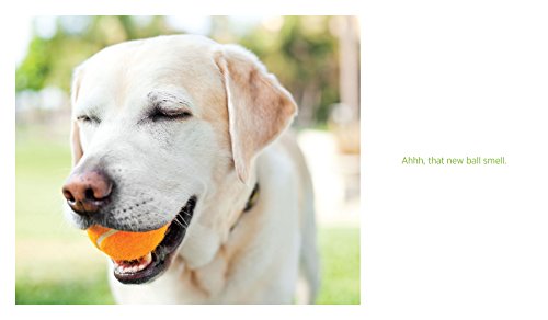 Waggish: Dogs Smiling for Dog Reasons