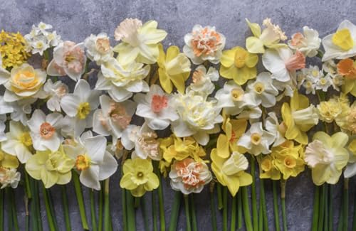 Daffodils: Beautiful Varieties for Home and Garden (Flowers)