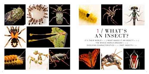 National Geographic Photo Ark Insects: Butterflies, Bees, and Kindred Creatures (The Photo Ark)