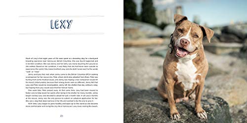 Pit Bull Heroes: 49 Underdogs with Resilience and Heart