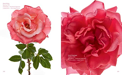 The Color of Roses: A Curated Spectrum of 300 Blooms