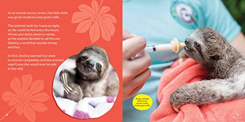 Destiny Finds Her Way: How a Rescued Baby Sloth Learned to Be Wild (Baby Animal Tales)