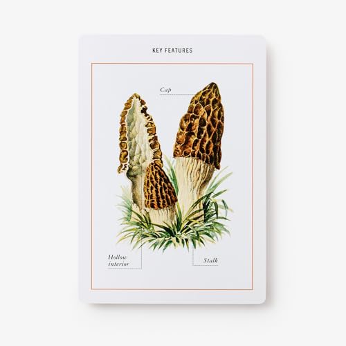 New York Botanical Garden Mushroom Identification Flashcards: 100 Common Mushrooms of North America
