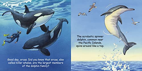 Good Night Dolphins (Good Night Our World)