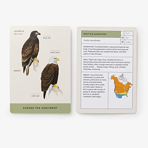 Sibley Backyard Birding Flashcards, Revised and Updated: 100 Common Birds of Eastern and Western North America (Sibley Birds)