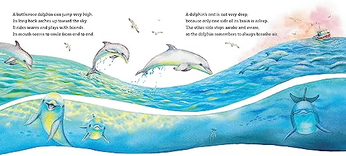 Where Do Ocean Creatures Sleep at Night?