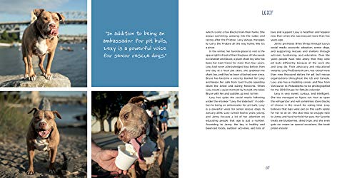 Pit Bull Heroes: 49 Underdogs with Resilience and Heart