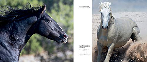 Wild Horses of the West (Wild in the West)