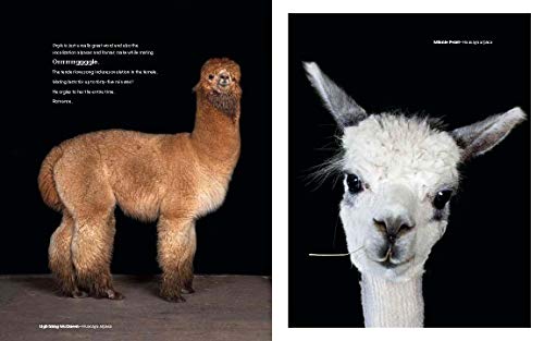 On the Farm: Heritage and Heralded Animal Breeds in Portraits and Stories