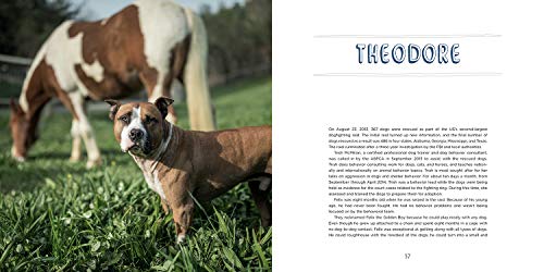 Pit Bull Heroes: 49 Underdogs with Resilience and Heart