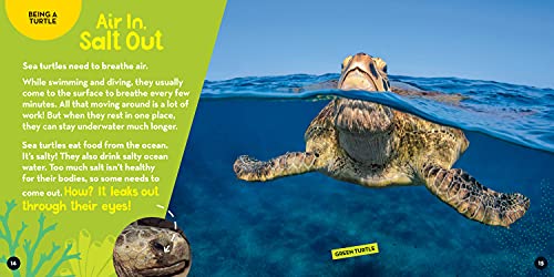 Go Wild! Sea Turtles