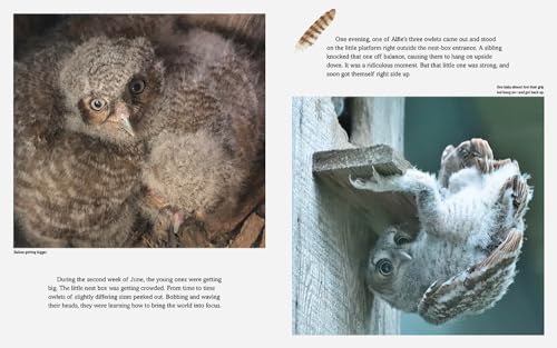 Owls in Our Yard!: The Story of Alfie