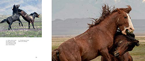 Wild Horses of the West (Wild in the West)