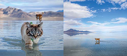 Our Wild Tails: The Adventures of Henry & Baloo