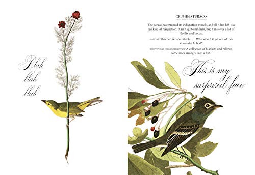 Effin' Birds: A Field Guide to Identification