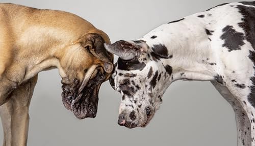 The Best Dog: Hilarious to Heartwarming Portraits of the Pups We Love