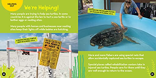 Go Wild! Sea Turtles