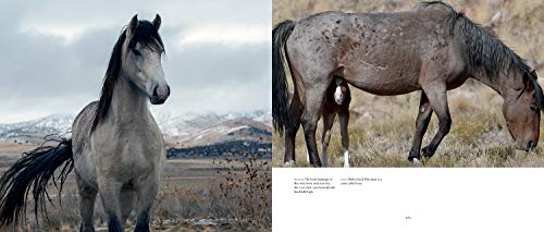 Wild Horses of the West (Wild in the West)