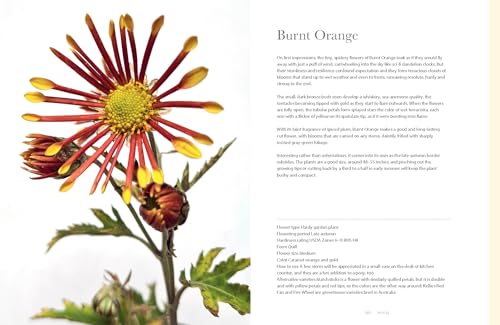 Chrysanthemums: Beautiful Varieties for Home and Garden (Flowers)
