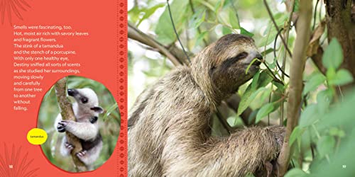 Destiny Finds Her Way: How a Rescued Baby Sloth Learned to Be Wild (Baby Animal Tales)