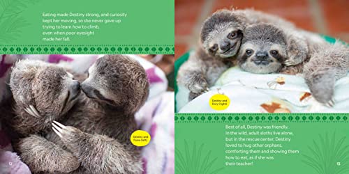 Destiny Finds Her Way: How a Rescued Baby Sloth Learned to Be Wild (Baby Animal Tales)