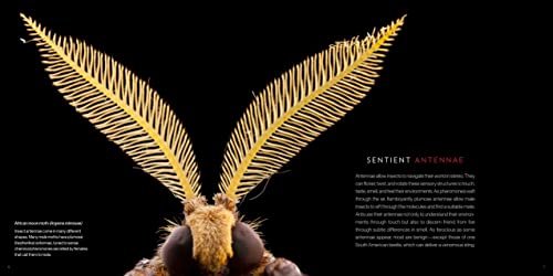 National Geographic Photo Ark Insects: Butterflies, Bees, and Kindred Creatures (The Photo Ark)