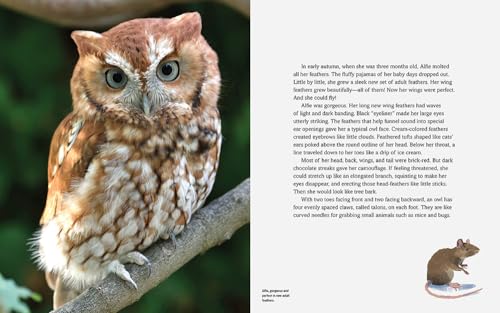Owls in Our Yard!: The Story of Alfie