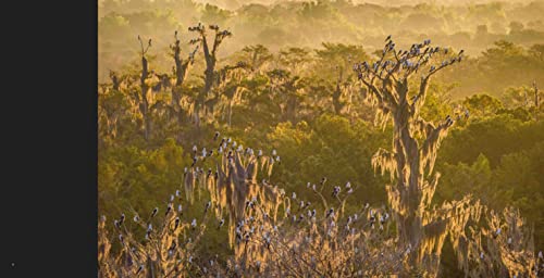 Path of the Panther: New Hope for Wild Florida