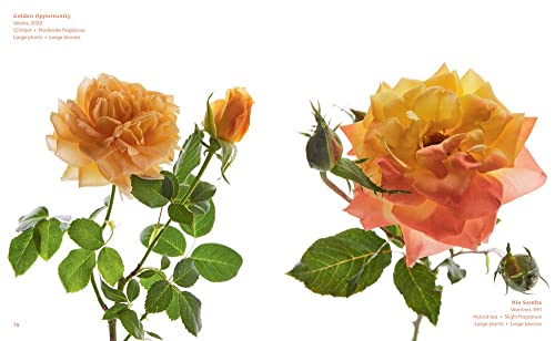 The Color of Roses: A Curated Spectrum of 300 Blooms