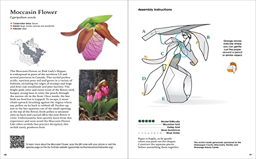 Origami Orchids Kit: 20 Beautiful Die-Cut Paper Models