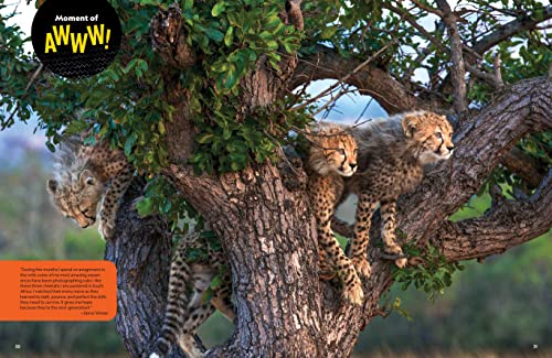 The Ultimate Book of Big Cats: Your guide to the secret lives of these fierce, fabulous felines (National Geographic Kids Ultimate Books)