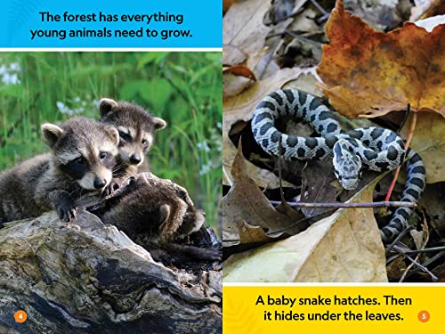 Forest Babies (National Geographic Kids Readers, Pre-Reader)