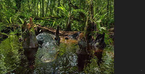 Path of the Panther: New Hope for Wild Florida