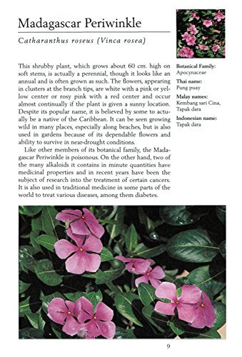 Handy Pocket Guide to Tropical Flowers (Handy Pocket Guides)
