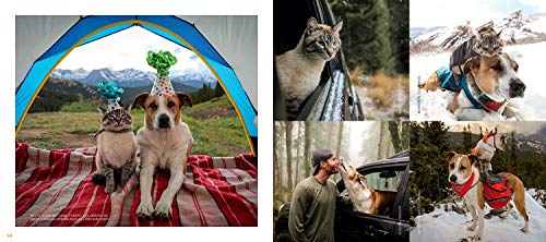 Our Wild Tails: The Adventures of Henry & Baloo