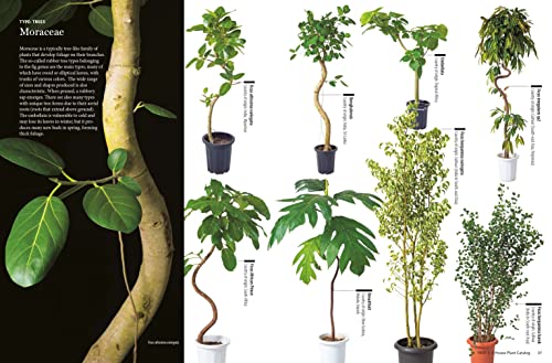 House Plants for Every Space: A Concise Guide to Selecting, Designing and Maintaining Plants in Any Indoor Space