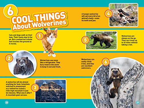 Wolverines (National Geographic Kids Readers, Level 3)