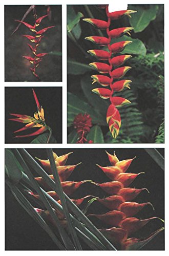 Handy Pocket Guide to Tropical Flowers (Handy Pocket Guides)